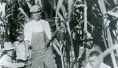 early emigration men sugar can fields hawaii